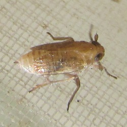 Paradelphacodes paludosus
